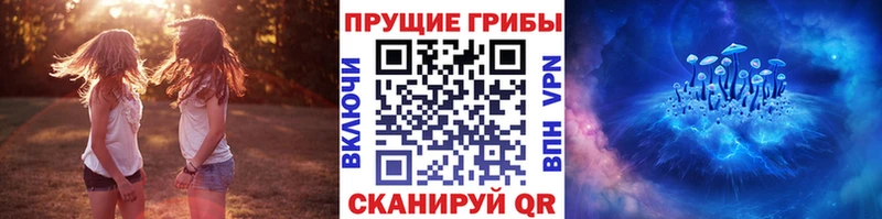Псилоцибиновые грибы Psilocybe  Облучье 